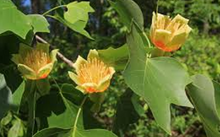 Load image into Gallery viewer, Tulip Tree