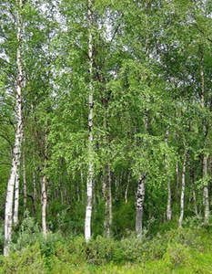 White Birch