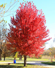 Load image into Gallery viewer, Autumn Blaze Maple