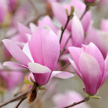 Load image into Gallery viewer, Magnolia &quot;Jane&quot;