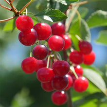Load image into Gallery viewer, Montmorency Tart Cherry