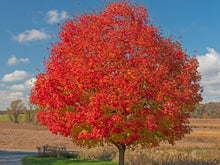 Load image into Gallery viewer, October Glory Maple