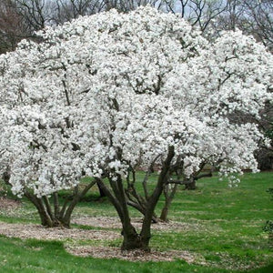 Magnolia "Royal Star"