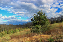 Load image into Gallery viewer, Red Cedar