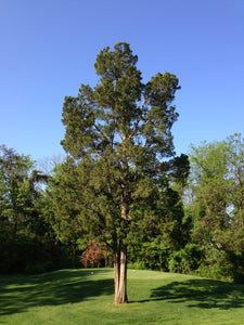 Red Cedar