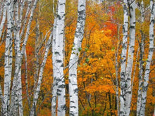 Load image into Gallery viewer, White Birch