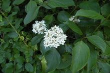 Load image into Gallery viewer, Silky Dogwood