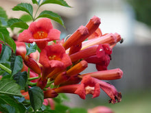 Load image into Gallery viewer, Trumpet Vine