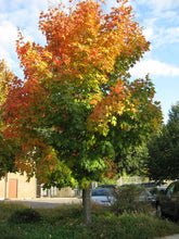 Load image into Gallery viewer, Sugar Maple
