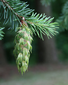 Douglas Fir