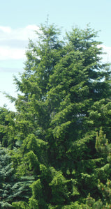 Douglas Fir