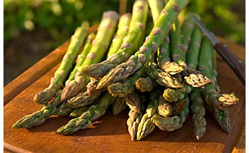 Jersey Knight Asparagus