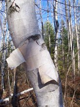Load image into Gallery viewer, White Birch