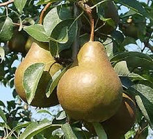Load image into Gallery viewer, Bosc Pear (Golden Russet)