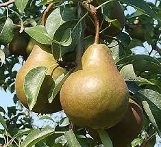 Bosc Pear (Golden Russet)