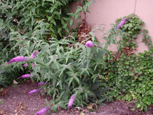 Load image into Gallery viewer, Butterfly Bush