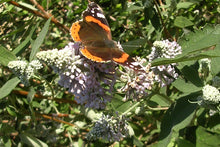 Load image into Gallery viewer, Butterfly Bush