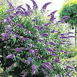 Butterfly Bush