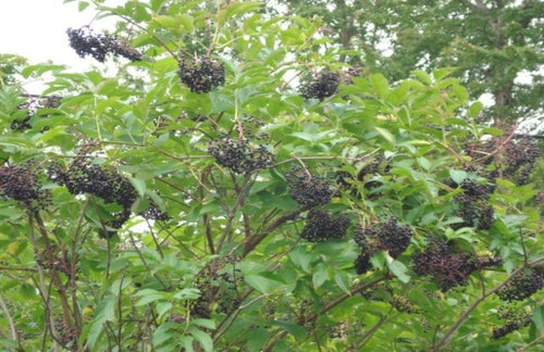 Elderberry (Black)