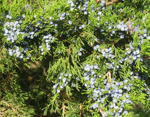 Load image into Gallery viewer, Red Cedar