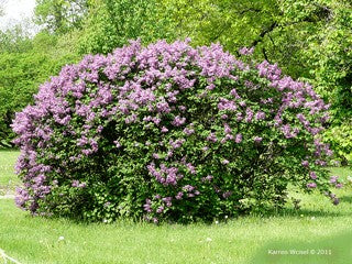 Lilac (common)