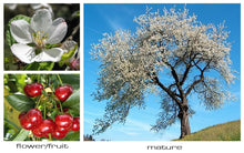 Load image into Gallery viewer, Montmorency Tart Cherry