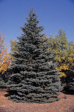 Load image into Gallery viewer, Colorado Blue Spruce