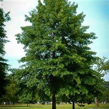 Load image into Gallery viewer, Pin Oak