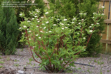 Load image into Gallery viewer, Red Osier Dogwood