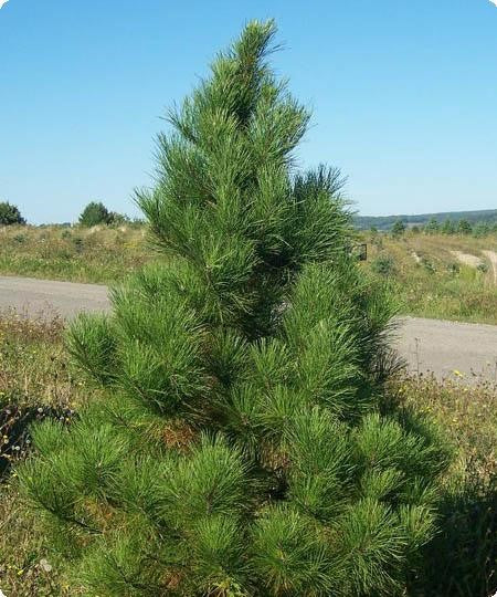 Red Pine