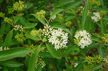Load image into Gallery viewer, Silky Dogwood