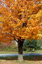 Load image into Gallery viewer, Sugar Maple