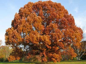 White Oak