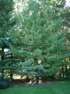 White Pine
