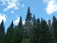 Load image into Gallery viewer, White Pine