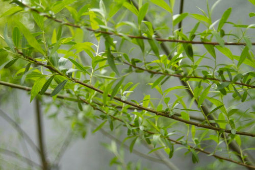 Hybrid Willow
