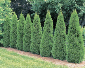 Arborvitae (Emerald Green) 3'-4'