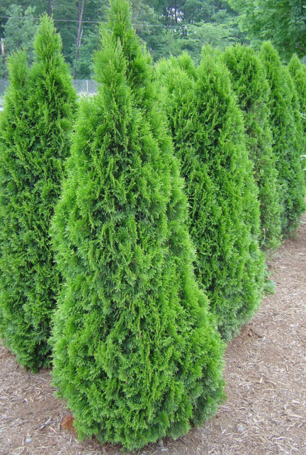 Arborvitae (Emerald Green)