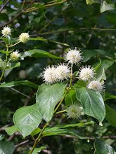 Load image into Gallery viewer, Buttonbush