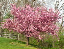 Load image into Gallery viewer, Kwanzan Flowering Cherry