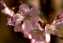 Load image into Gallery viewer, Kwanzan Flowering Cherry