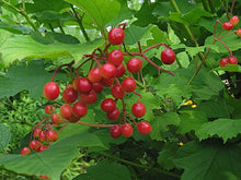 Load image into Gallery viewer, Highbush Cranberry