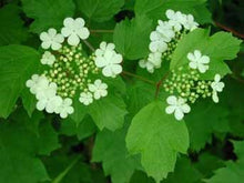 Load image into Gallery viewer, Highbush Cranberry