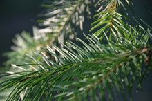 Load image into Gallery viewer, Douglas Fir