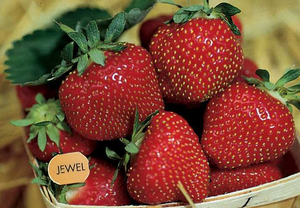 Jewel Strawberries