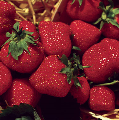 Jewel Strawberries