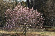 Load image into Gallery viewer, Magnolia &quot;Leonard Messel&quot;