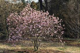 Magnolia "Leonard Messel"