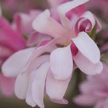 Load image into Gallery viewer, Magnolia &quot;Leonard Messel&quot;