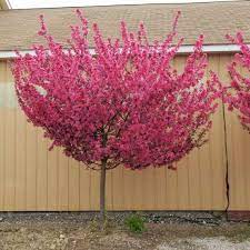 Redbud "Midnight Express"